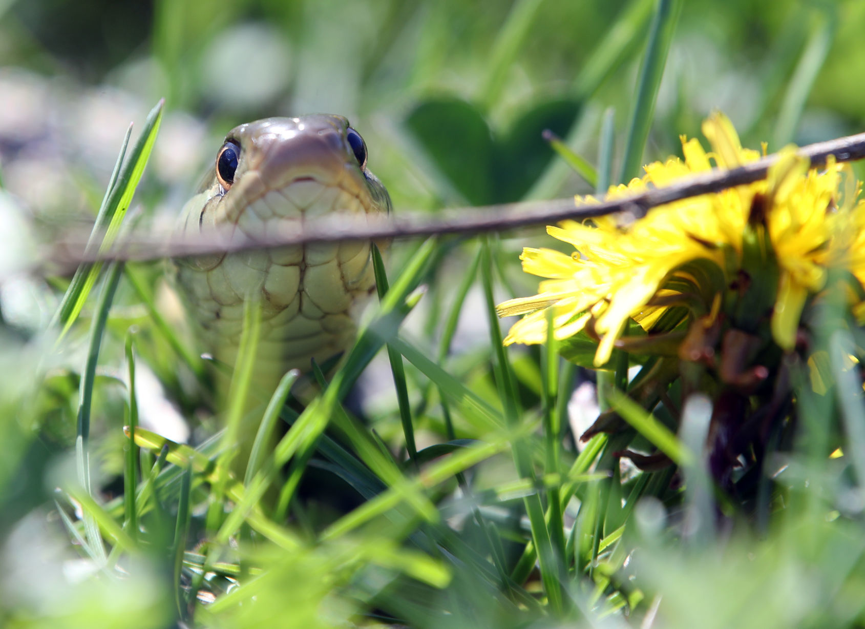 043020bp-garter-snake.jpg